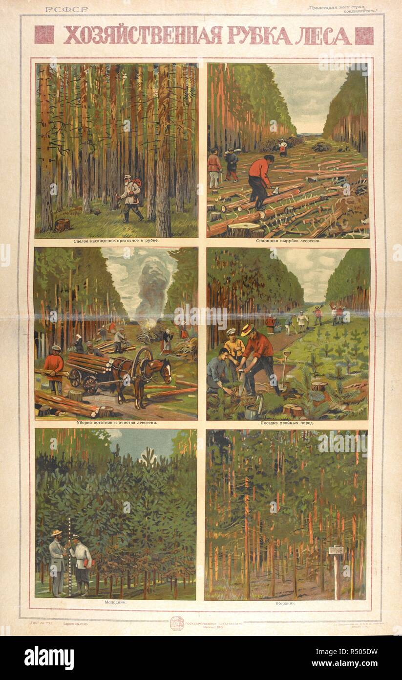 Khoziaistvennaia rubka lesa [The economic felling of forest]  Depicts ripe plantation, suitable for felling; the felling of a complete  area; clearing the felled area; the planting of conifers; young growth.  . [A Collection of posters issued by the Soviet government.]. ÐœÐ¾ÑÐºÐ²Ð° (Moscow), [1918-21] Moscow: Gosizdat. Issued by the People's Commissariat of Agriculture. Source: Cup.645.a.6.(17). Language: Russian. Author: ANON. Stock Photo