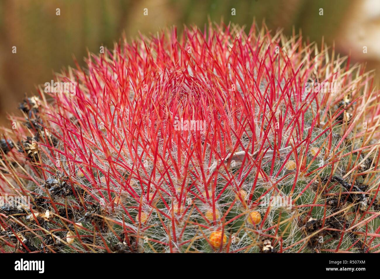 ferocactus haematacanthus Stock Photo