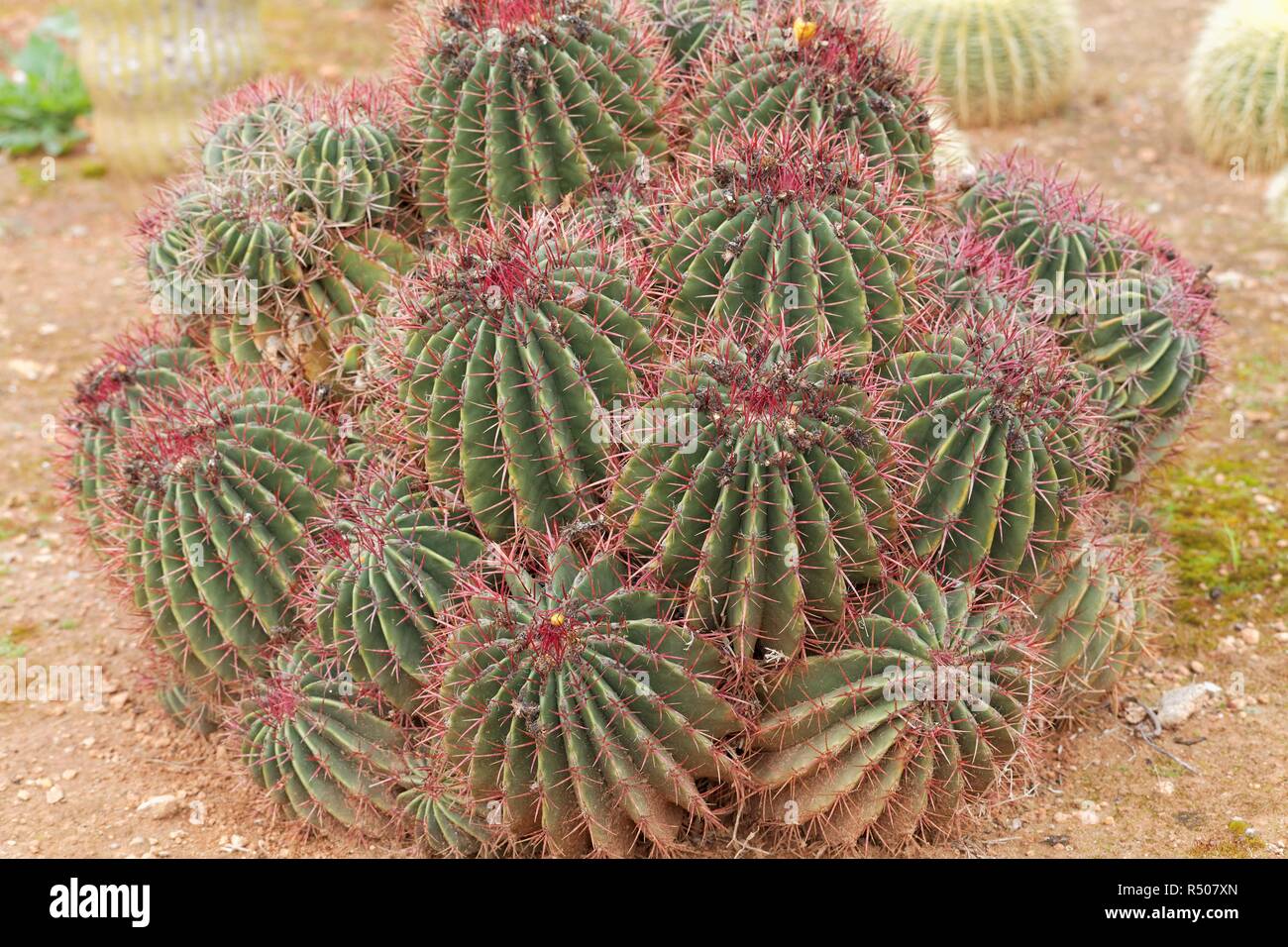 ferocactus haematacanthus Stock Photo