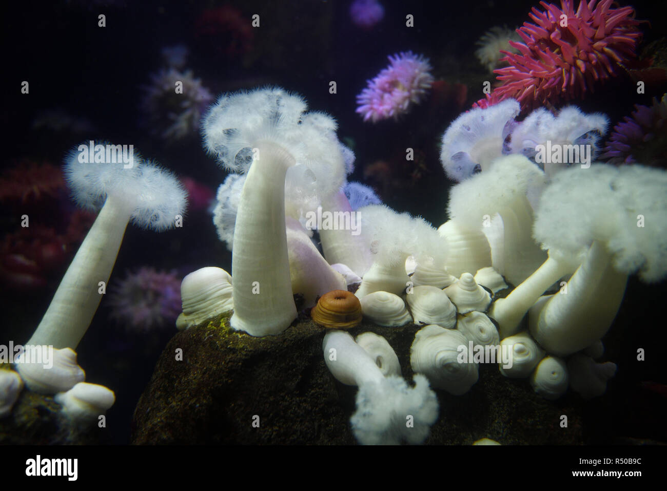 Expanded and contracted White Giant Plumose Anemone of the Pacific Ocean Stock Photo