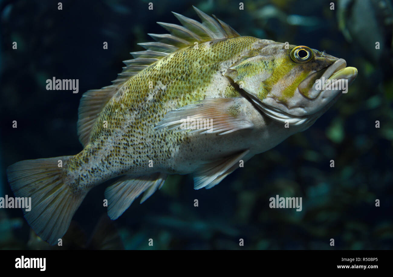 Spiny Copper Rockfish seaperch fish with yellow mottling in kelp forest
