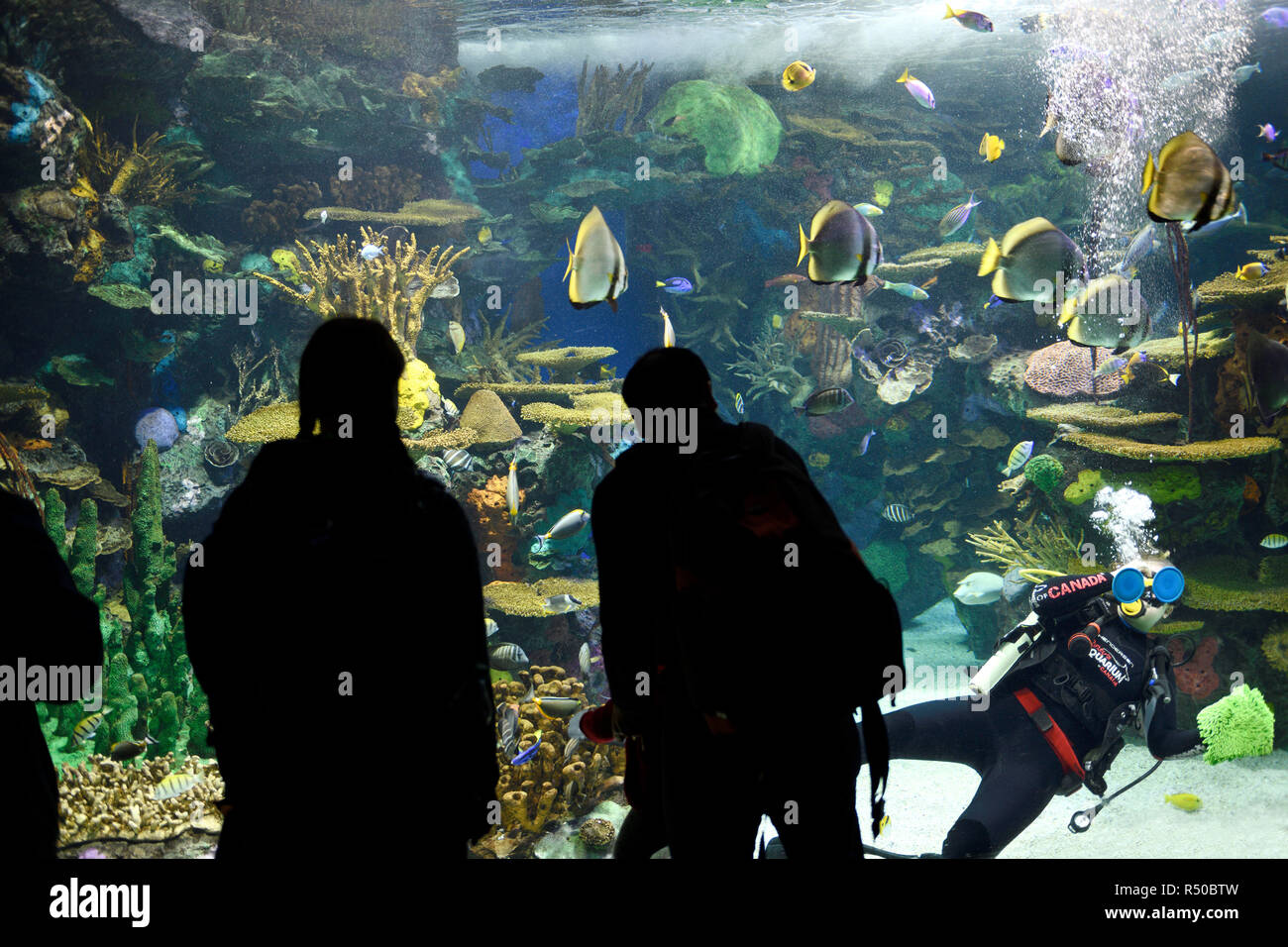 Family watching scuba diver clean glass of Rainbow Reef Indo-Pacific Coral reef aquarium at Ripley's Toronto Stock Photo