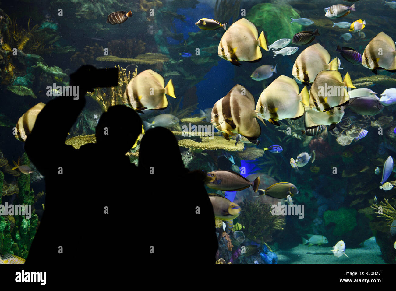 Couple taking a selfy in front Rainbow Reef aquarium Indo-Pacific coral reef with watching school of Batfish Stock Photo