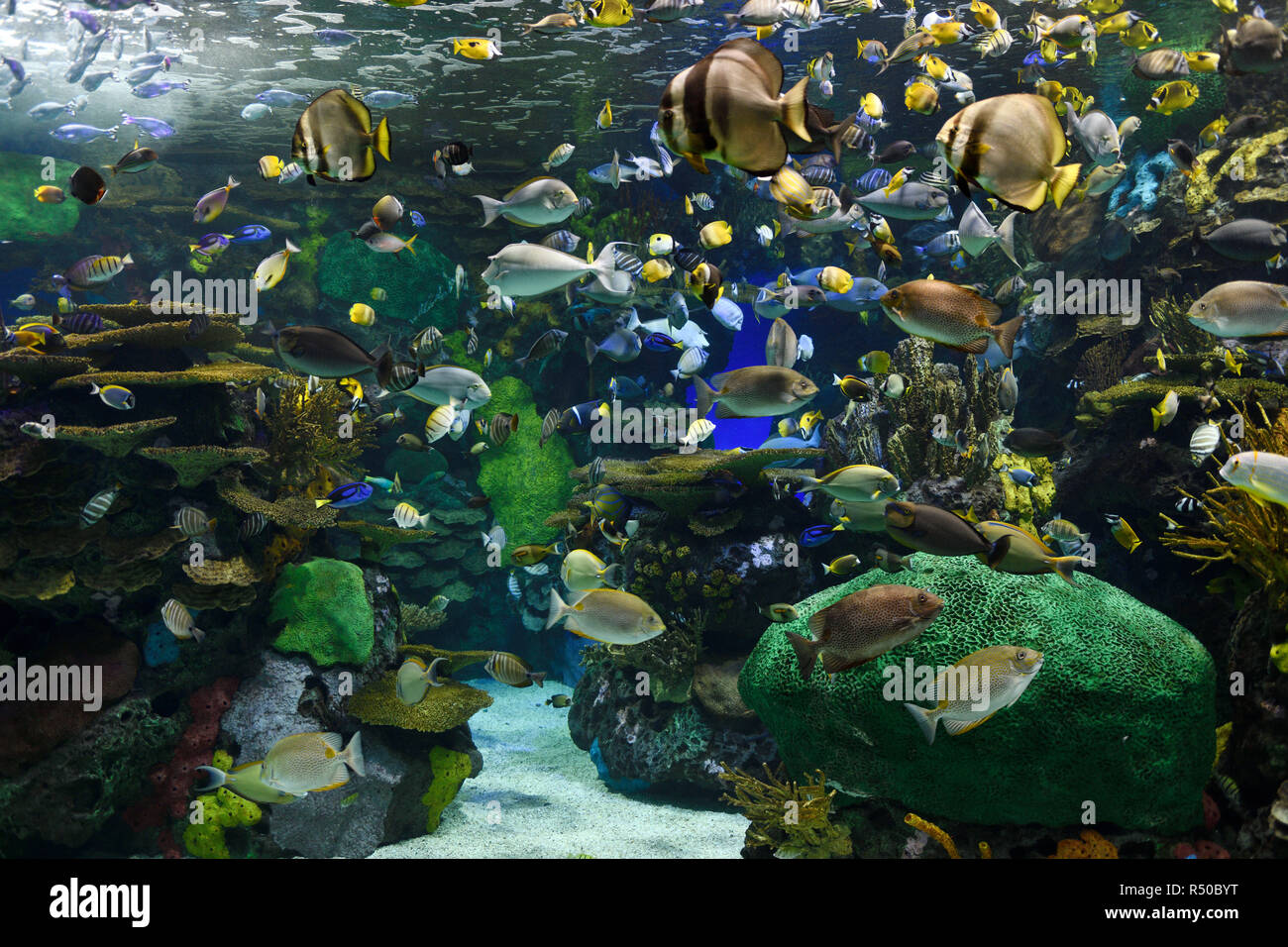 Indo-Pacific Coral Reef and tropical fish of Rainbow Reef at Ripley's Aquarium Toronto Stock Photo