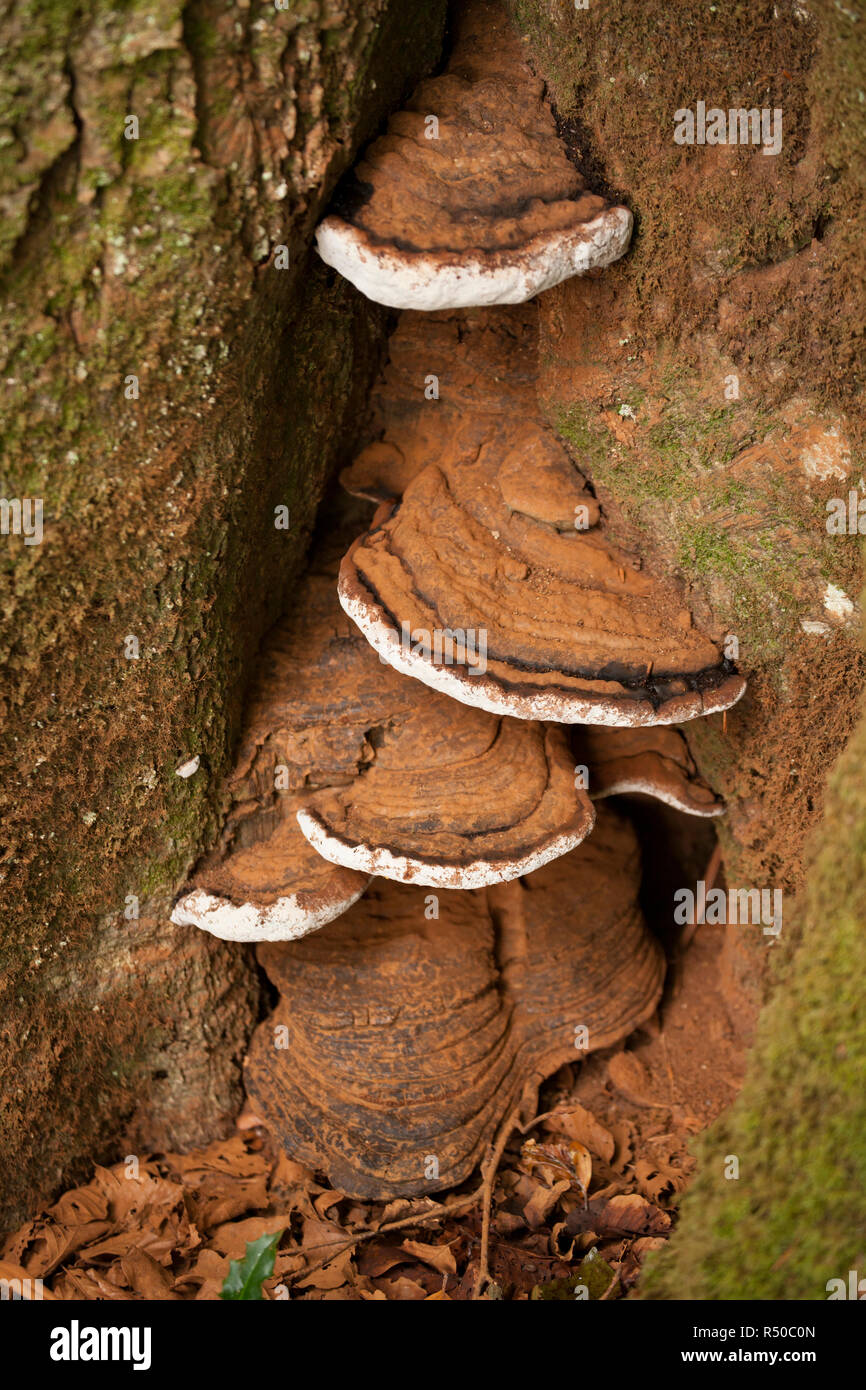 Bracket fungi growing in deciduous woodland in the New Forest. This is probably the Southern Bracket fungus Ganoderma australe, but it is difficult to Stock Photo
