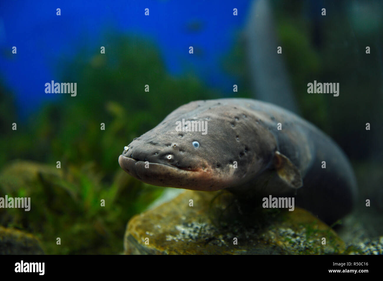 Face of an Electric Eel which is not an eel but an air breathing South American electric fish or knifefish Stock Photo