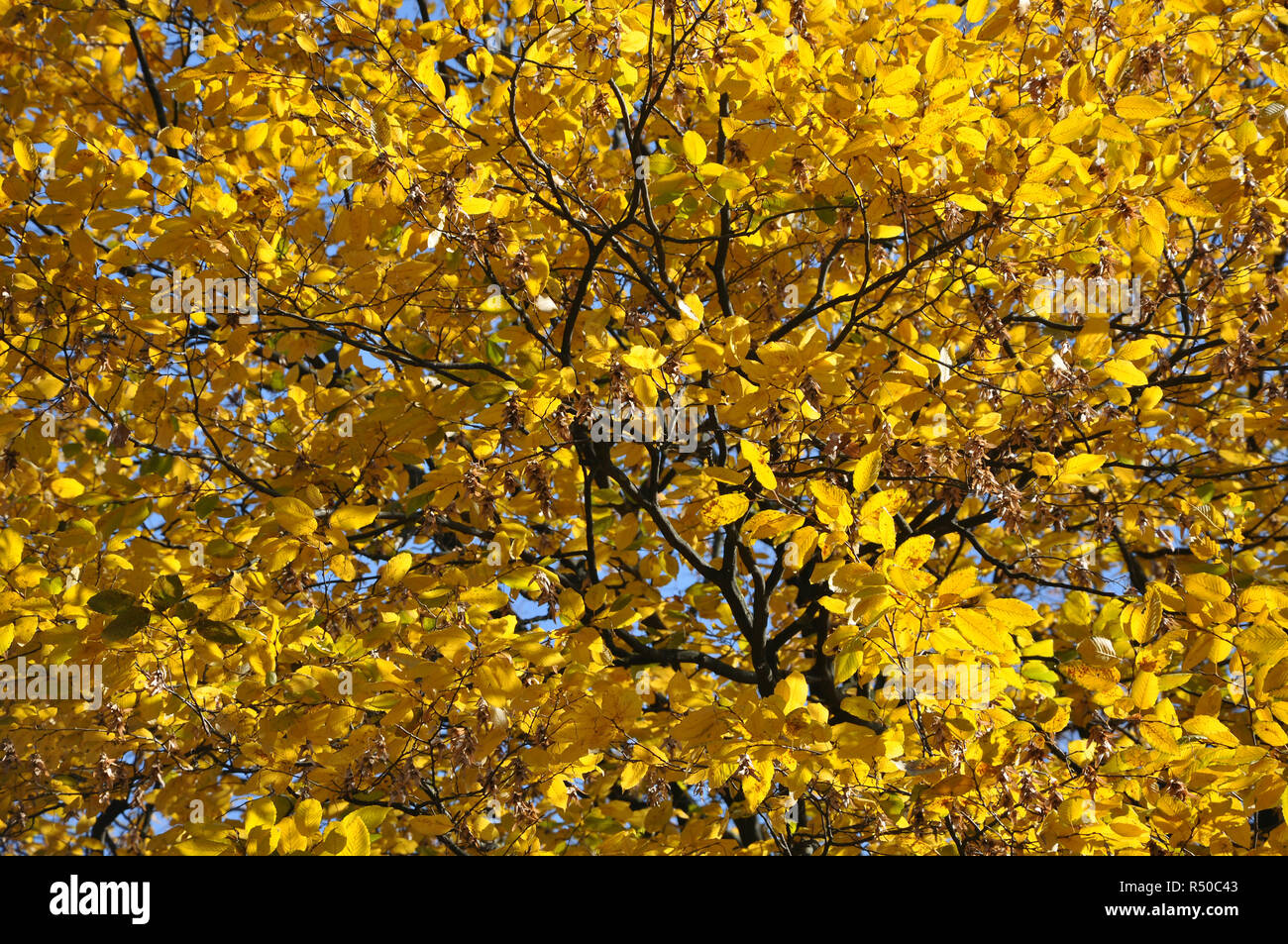 Autumn leaves on ash tree Stock Photo Alamy