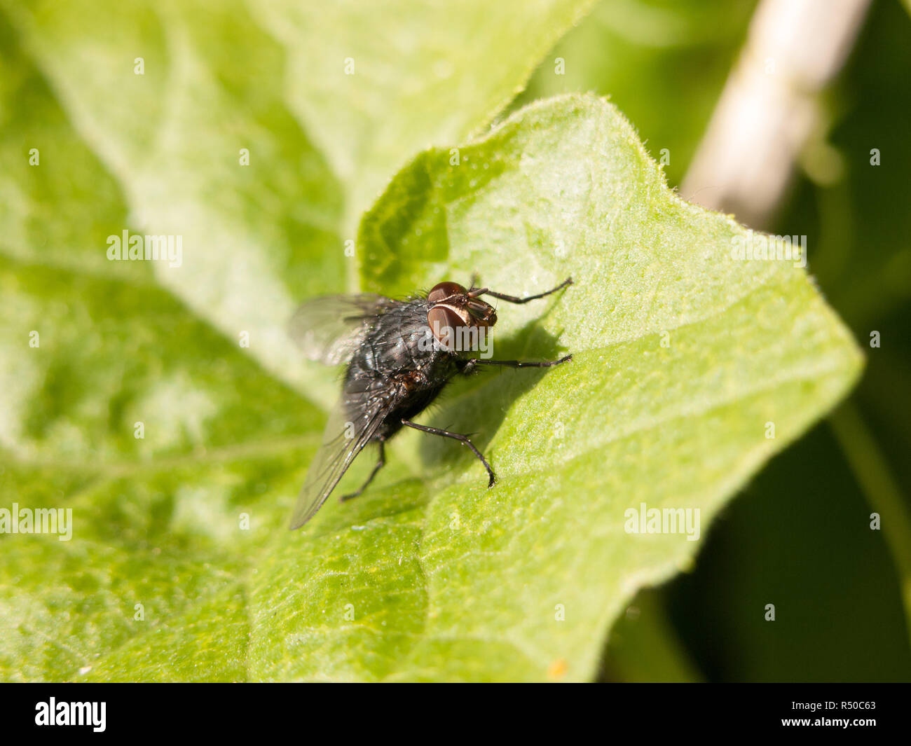 a black big fly with big brown eyes clear crisp sharp close up