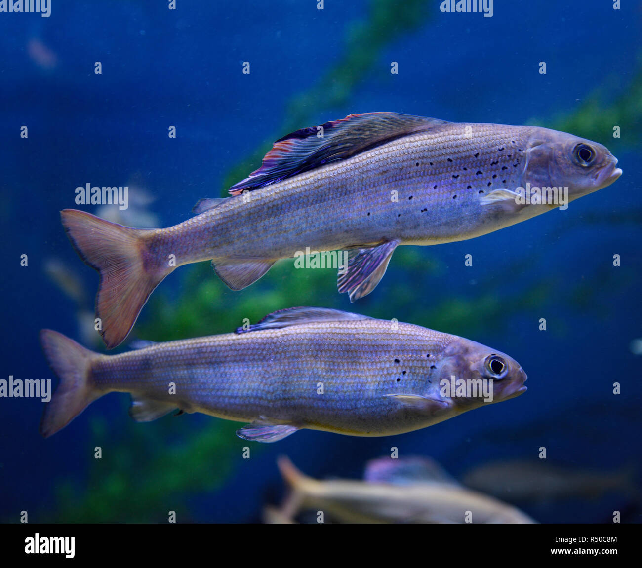 Two Arctic Grayling one with colorful dorsal fin cold freshwater fish swimming underwater in an aquarium Stock Photo
