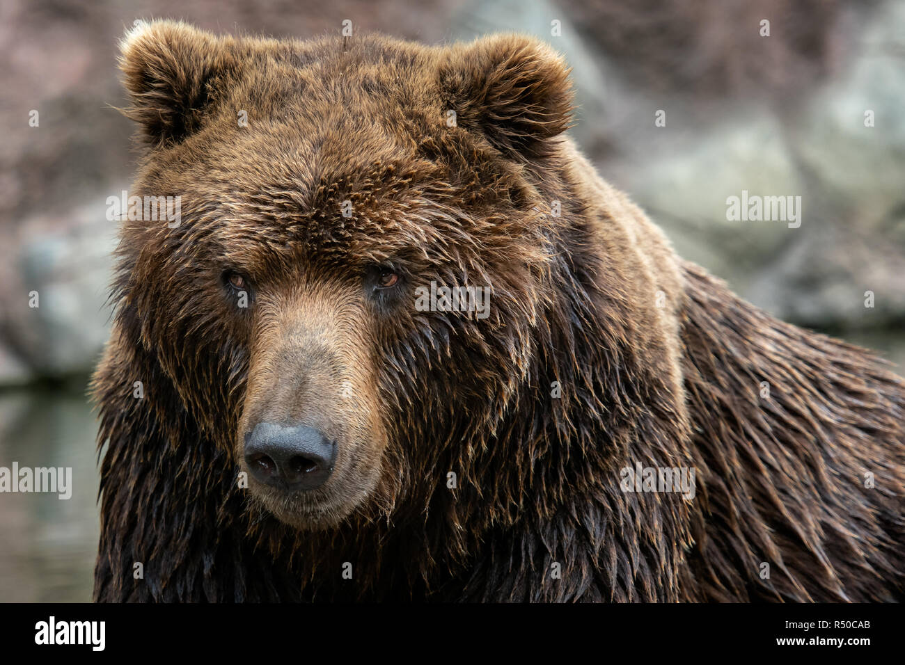 Portrait of Kamchatka bear (Ursus arctos beringianus) Stock Photo