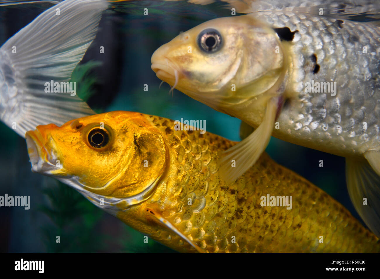 Gold and silver Koi carp fish in at Ripley's Aquarium Toronto Stock Photo