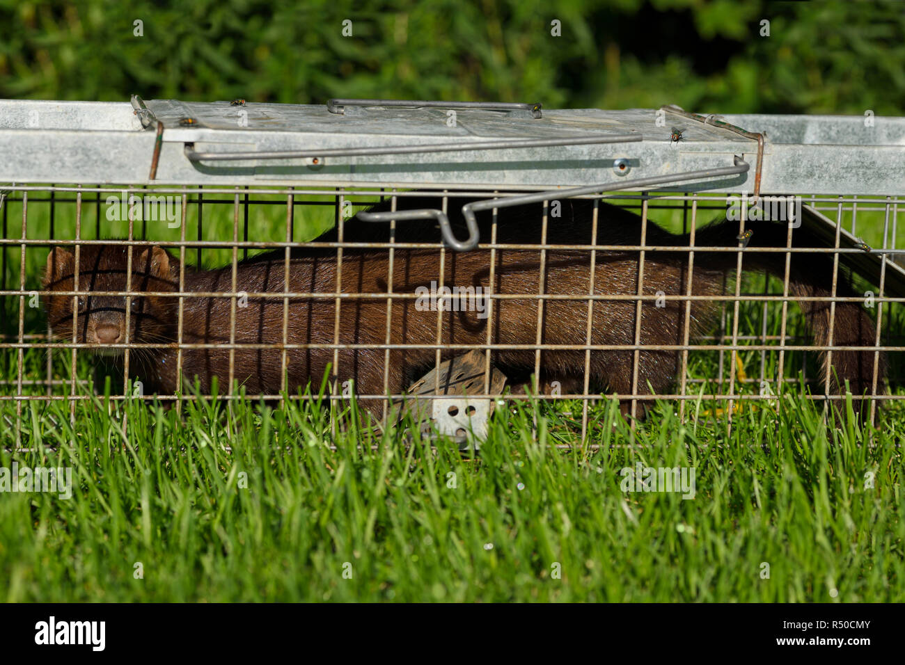 Long body of an American mink with brown fur is a pest of pond fish caught in a humane release trap on a grass lawn in Toronto Stock Photo