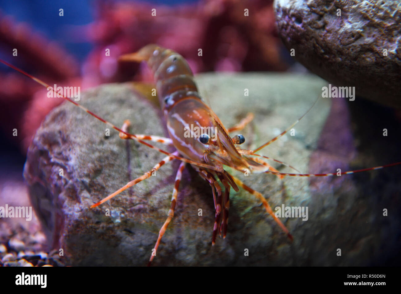 Large Spot Shrimp or Prawn of the Pacific Ocean at Ripley's Aquarium
