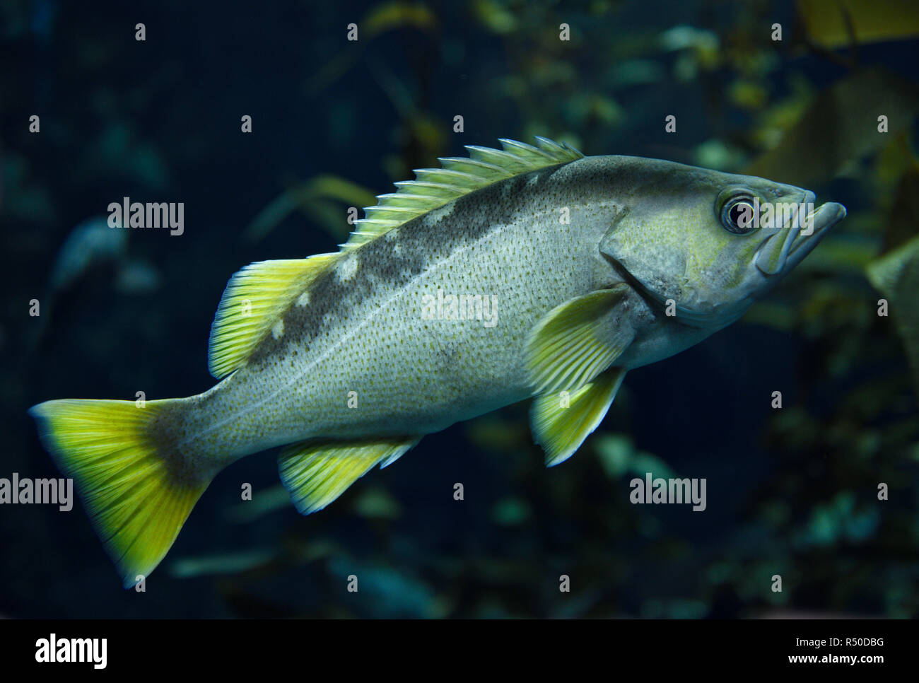 Yellowtail Rockfish with yellow fins fish in kelp forest of the North American coast Pacific ocean Stock Photo