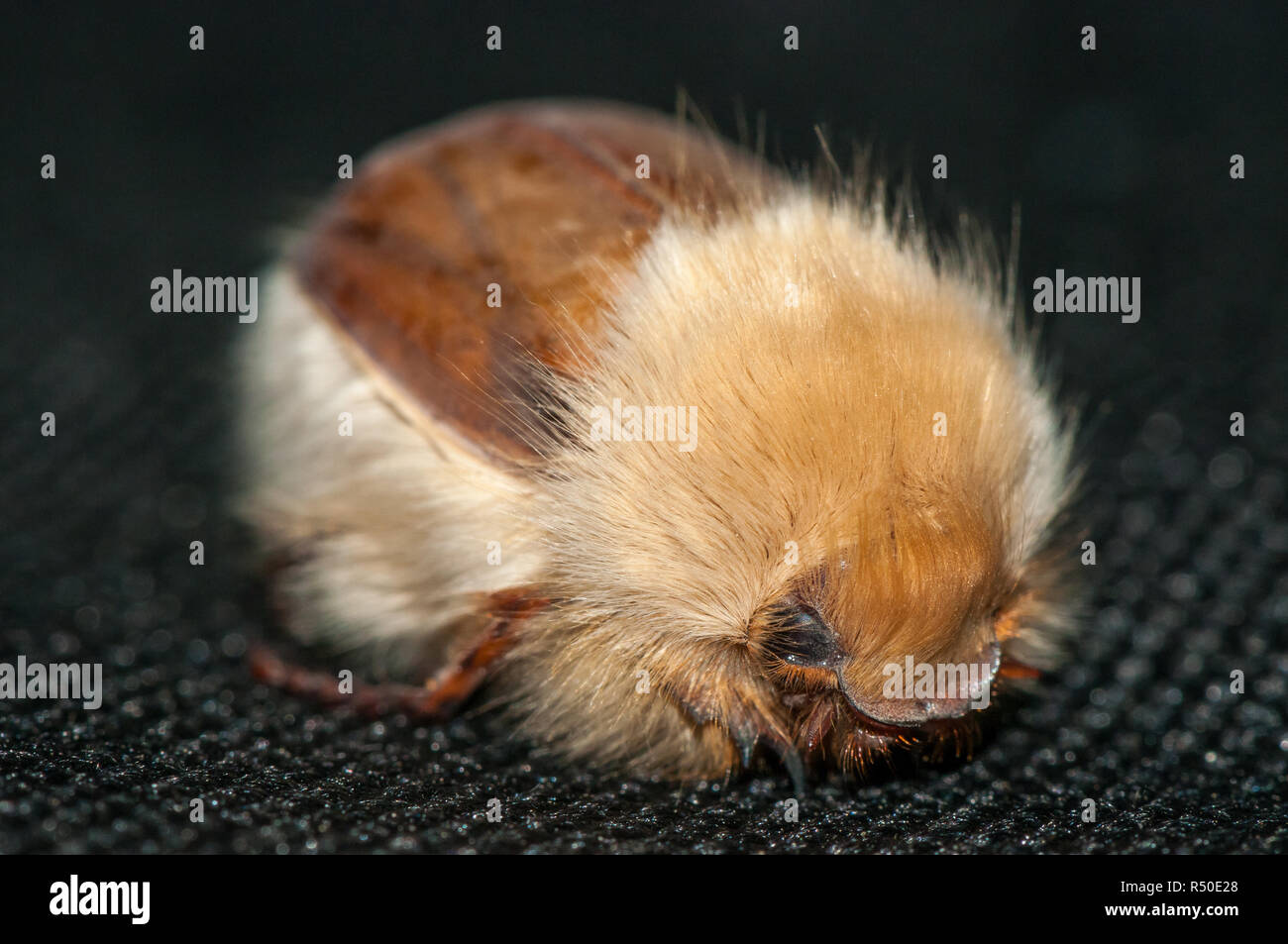 Chafer beetle, Woolly Chafer, Sparmannia flava Stock Photo Alamy