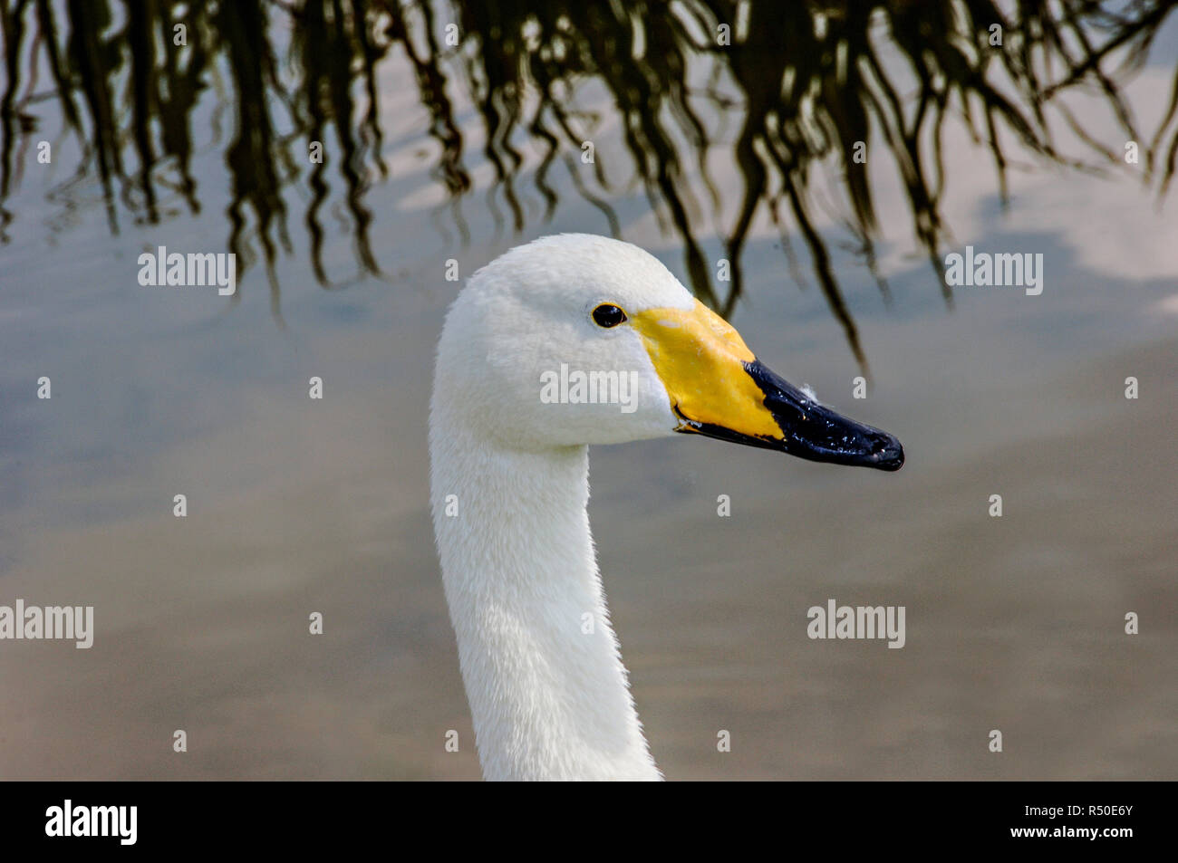 Yellow Beak Swan High Resolution Stock Photography and Images Alamy