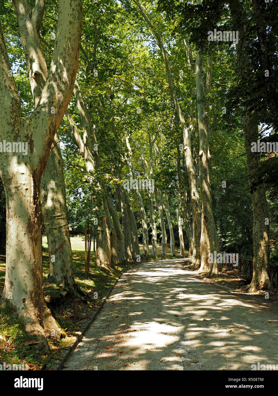 avenue of tall mature London Plane trees (Platanus x acerifolia or Platanus x hispanica) cast dappled shade on a country lane in Tuscany, Italy Stock Photo