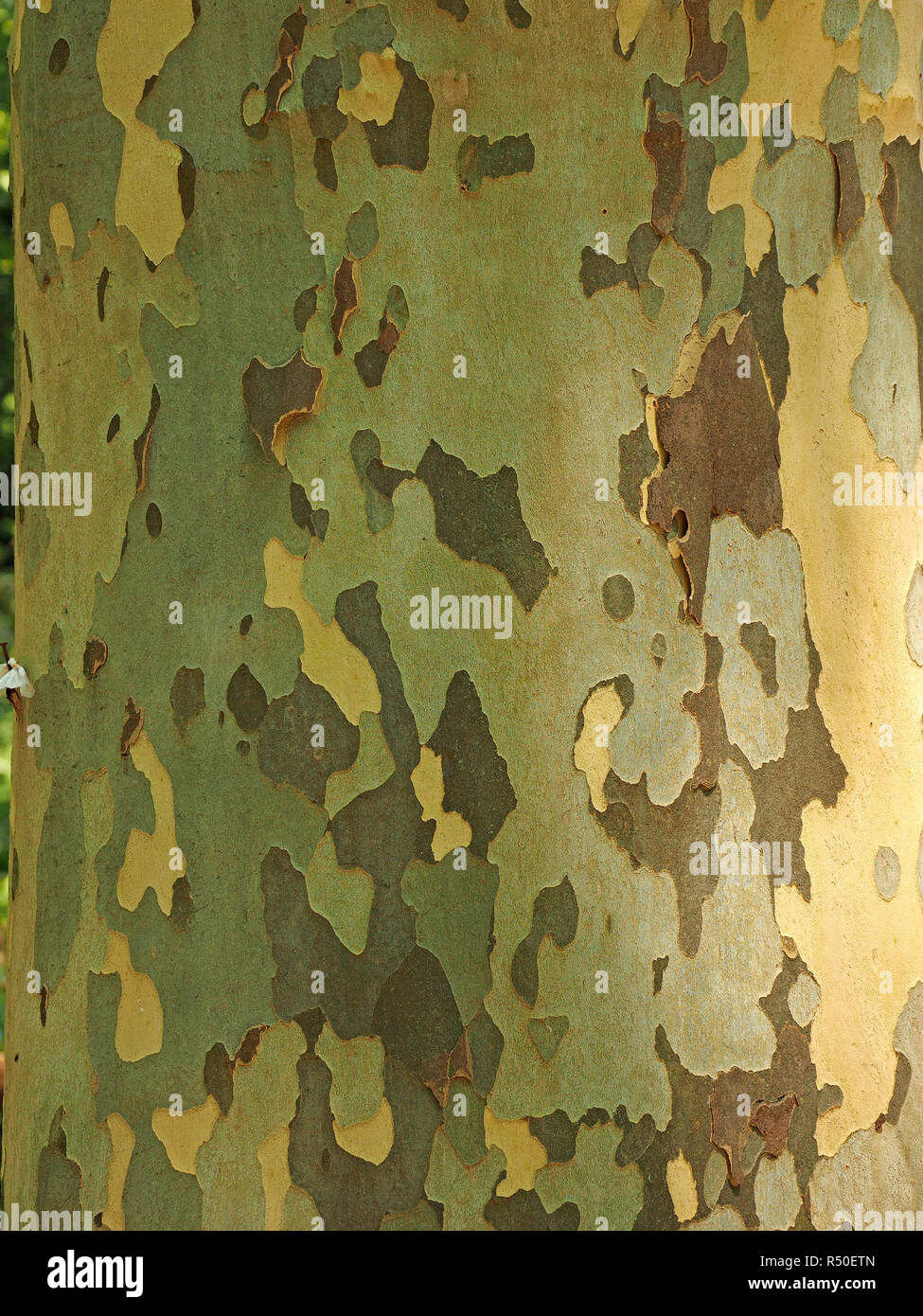 typical flaking pattern of distinctive bark on trunk of mature London Plane tree (Platanus x acerifolia or Platanus x hispanica)in Tuscany, Italy Stock Photo