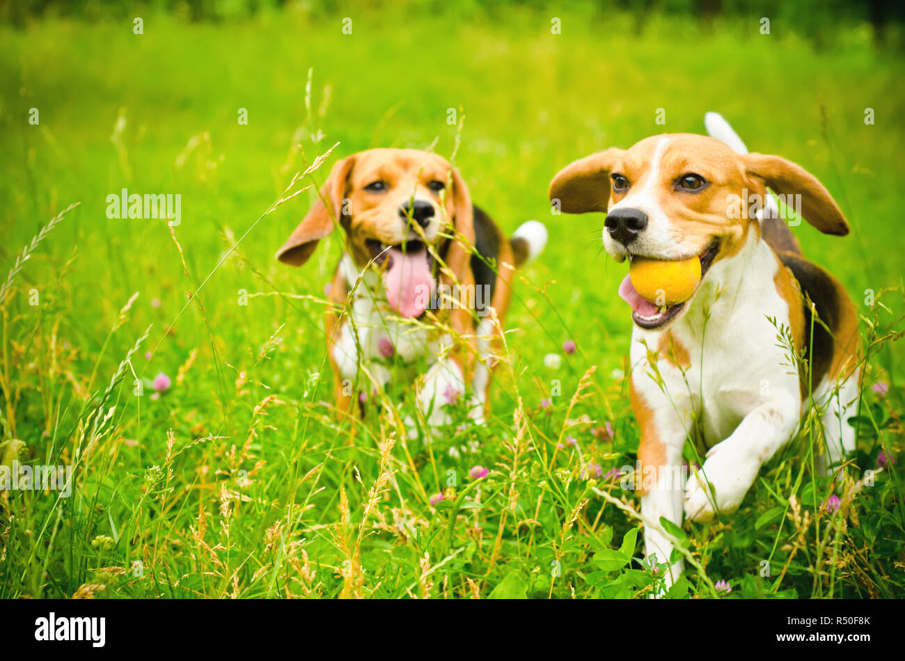 two beagle dog on a green grass Stock Photo