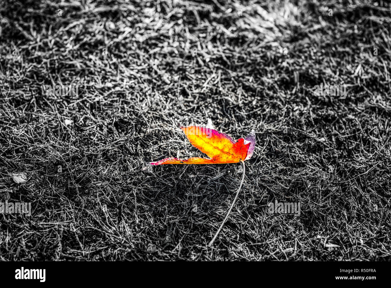 A single leaf lying on the grass. Photo processed with selective color. Stock Photo
