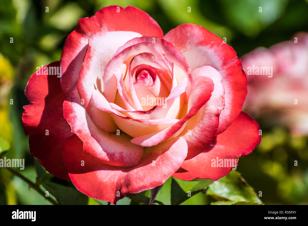 Close up of rose with red and white velvet looking petals, blooming In the San Jose Municipal Rose Garden on a sunny day, California Stock Photo