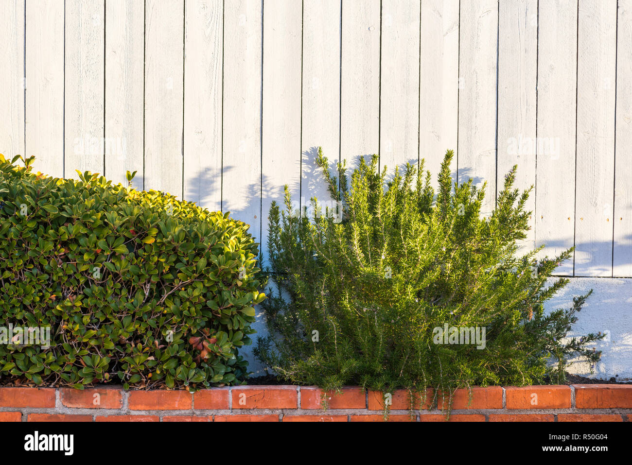 hawthorn bush and a rosemary plant against a white fence. Stock Photo