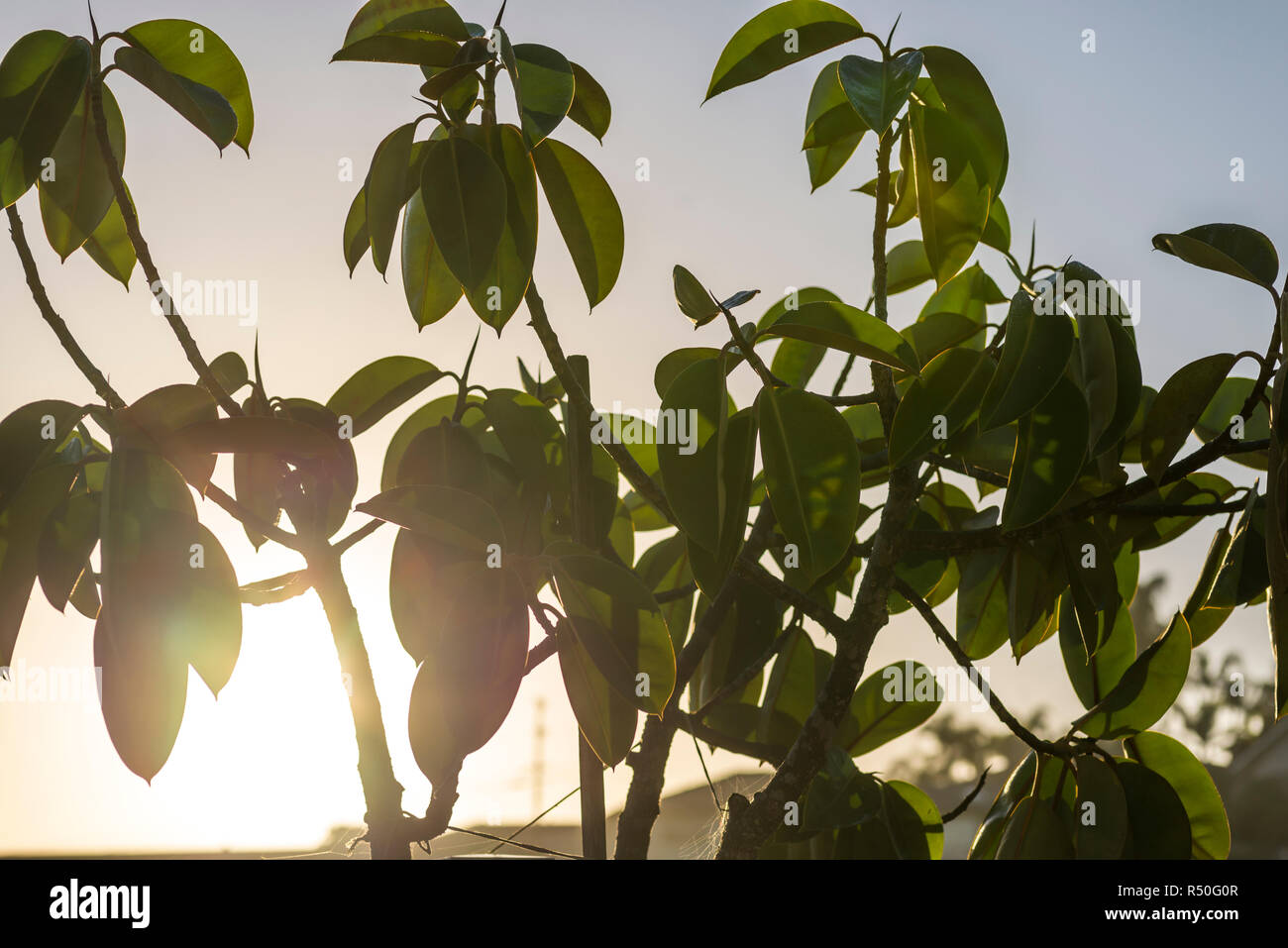rubber tree plant backlit by the early morning Sun Stock Photo Alamy
