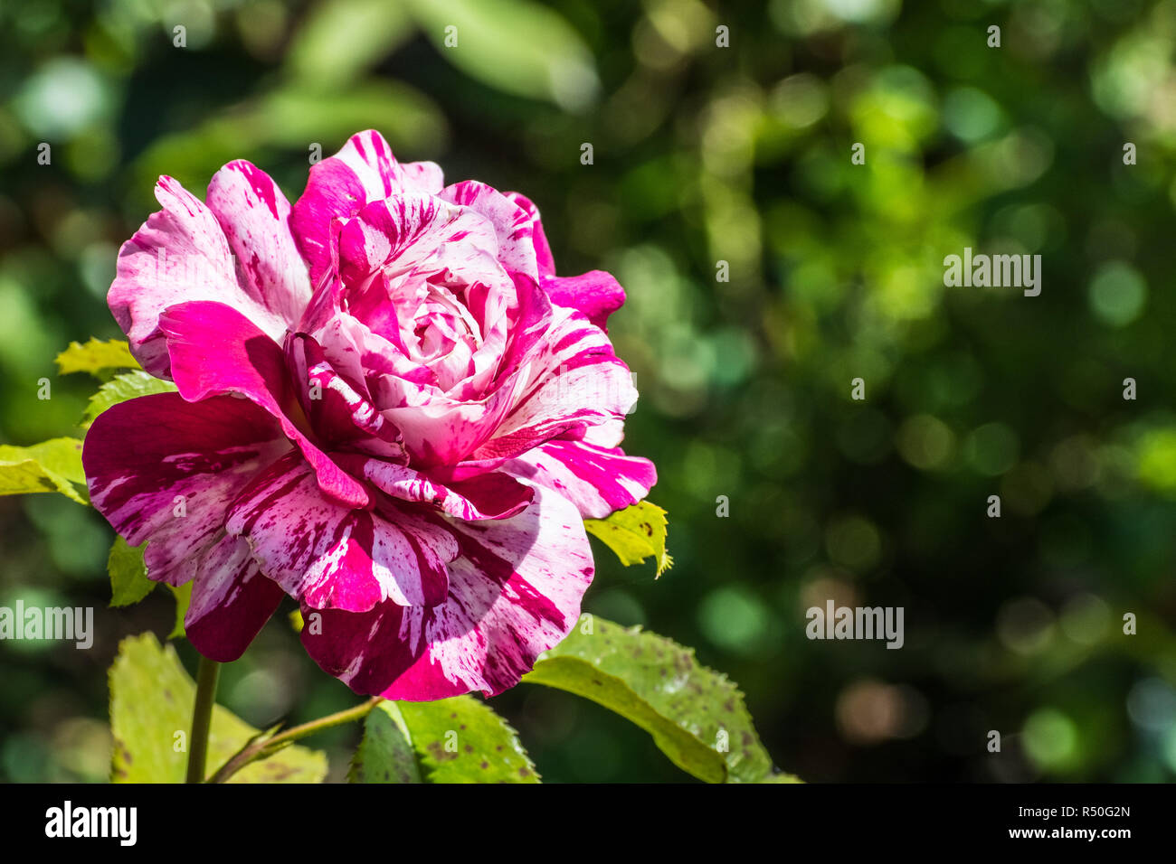 Close up of pink and white rose blooming In the San Jose Municipal Rose Garden on a sunny day, California Stock Photo