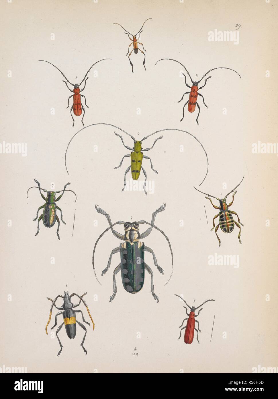 Beetles. ORDER-COLEOPTERA. Section-Losgicounes. Family- Ceramby.)  FIGURE 1. CERAMBYX (sâ€” o. not.) TELEPIIOKOIDES. FIGURE 2. PURPURICENUS lO-PUISCTATUS. FIGURE 3. PURPURICENUS 0-PUNCTATUS. FIGURE 4. MONOHAMMUS BIFASCIATUS.  FIGURE 5. ABRYNA EXIMIA.  FIGURE 6. DOLIOPS GEOMETRICA. FIGURE 7. ANOPLOPHORA LUCIPOR. FIGURE 8. PACHYTERIA DIMIDIATA.  FIGURE 9. SAPERDA (sâ€” G. Nov.) BICOLOR.       . The Cabinet of Oriental Entomology; being a selection of some of the rarer and more beautiful species of Insects, natives of India and the adjacent islands. London, 1848. Source: 1258.k.17 plate 29. Autho Stock Photo