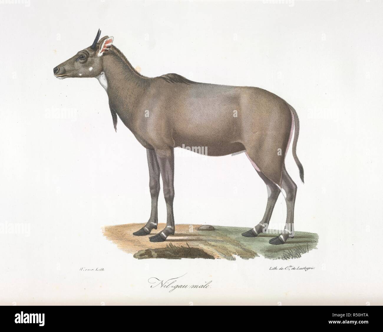 Nilgau mÃ¢le. Nylgau antelope. Histoire Naturelle des MammifÃ©res, avec des figure. Paris, 1824-57. Source: 1257.l.1-4 volume 3,. Language: French. Stock Photo