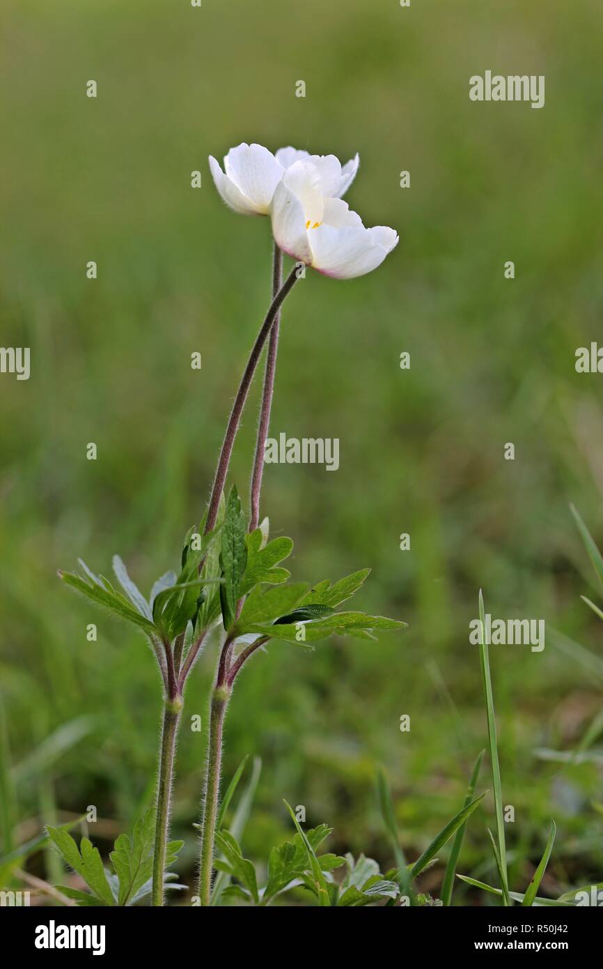 two large anemones (anemone sylvestris) Stock Photo