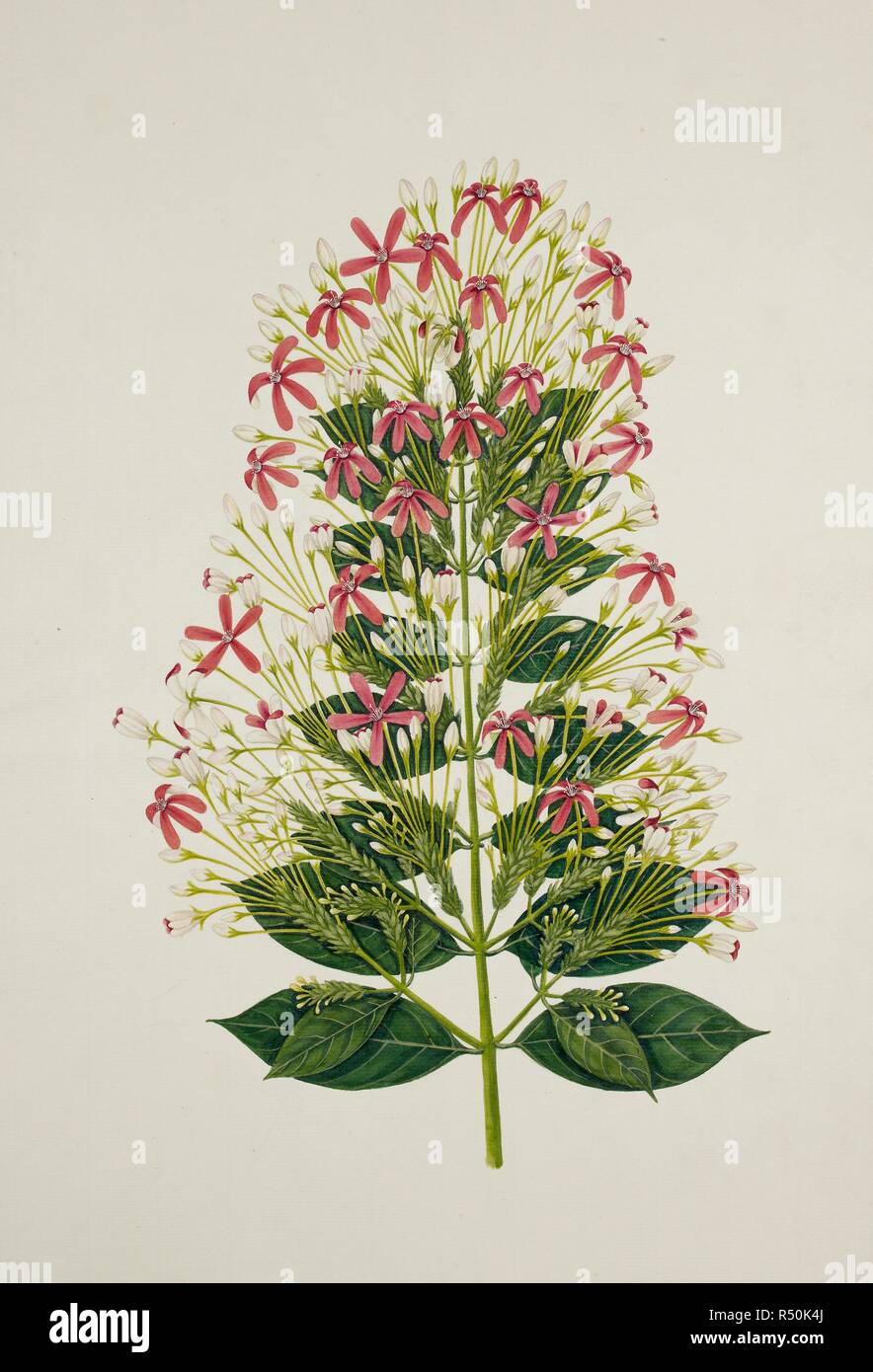 Rangoon Creeper. c.1824. Qualis Indica' L. (Combretaceae), Drunken Sailor, Rangoon Creeper. From an album of 40 drawings of plants made by Chinese artists at Bencoolen, Sumatra, for Sir Stamford Raffles. Watercolour.  Originally published/produced in c.1824. . Source: NHD 48/1,. Stock Photo