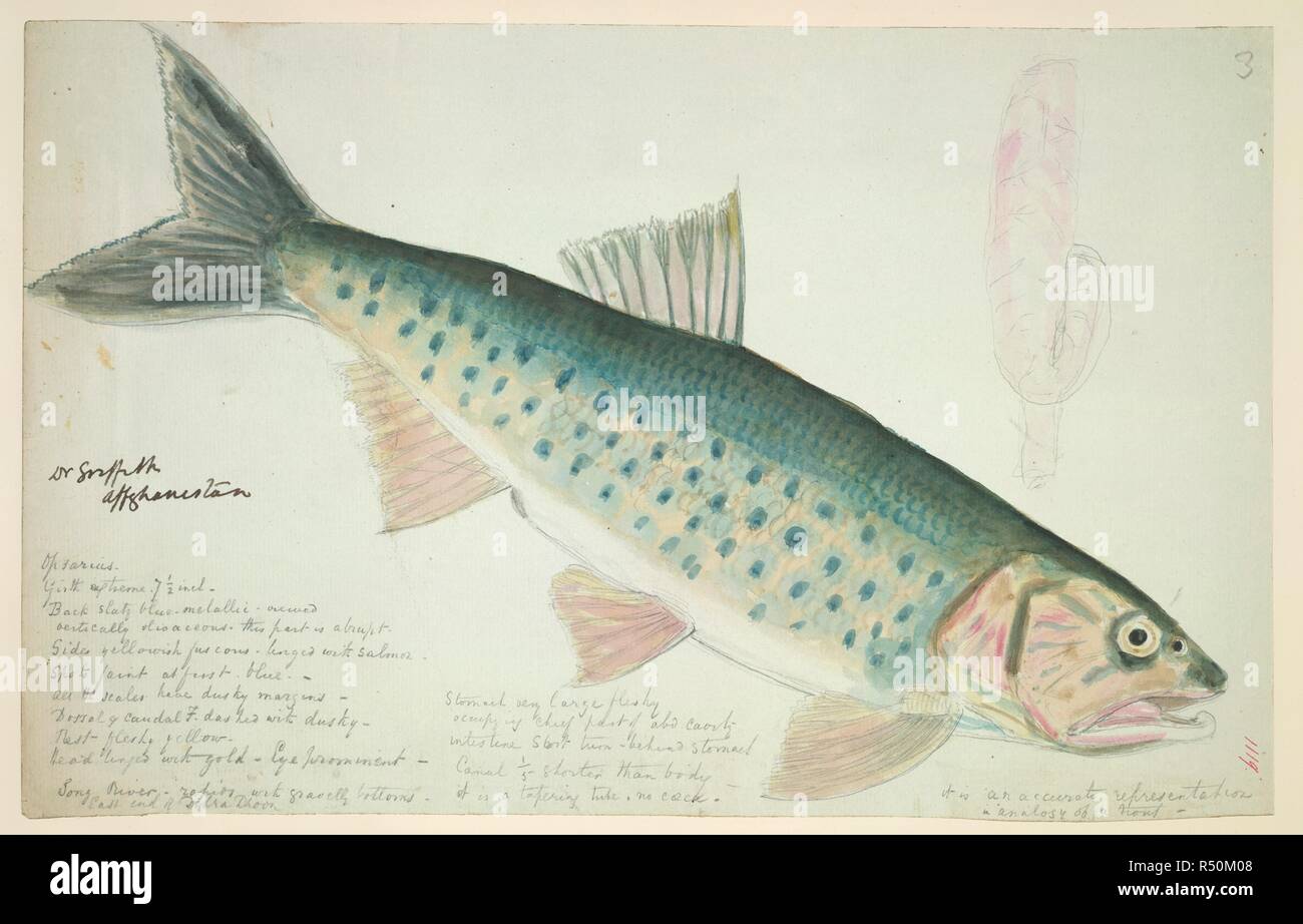 Fish of the family Cyprinidae. 1839 - 1840. Fish of the family Cyprinidae Genus 'Barilius', possibly 'Barilius tileo' Original inscriptions: 'Opsarius. Girth extreme 7 1/2 inch. Back- slaty blue metallic. Vertically olivaceous- this part is abrupt. Sides yellowish fuscous - linged with Salmon. Spots faint at first, blue. All the scales have dusky margins. Dorsal 7 caudal F. dashed with dusky. Rest, fleshy yellow. Head linged with Gold. Eye prominent. Stomach very large, fleshy occupying chief part of abo. cavity. intestine short turn behind stomach. Canal 1/5 shorter than body. It is a taperin Stock Photo