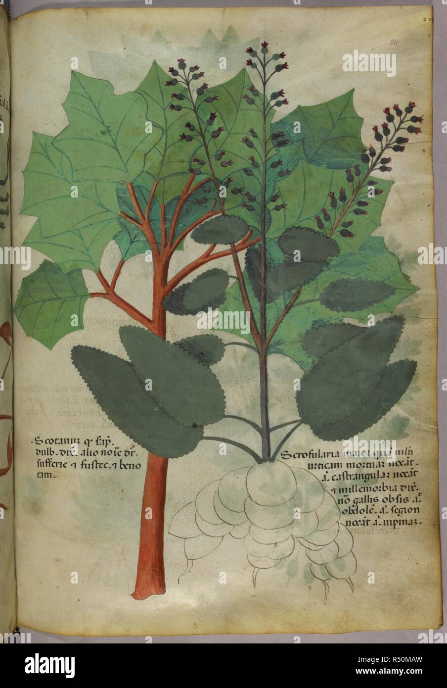 Botanical illustration. Herbal. Italy, N. (Lombardy). Herbal. Italy, N. (Lombardy) c. 1440. Source: Sloane 4016 f.88. Language: Latin. Stock Photo