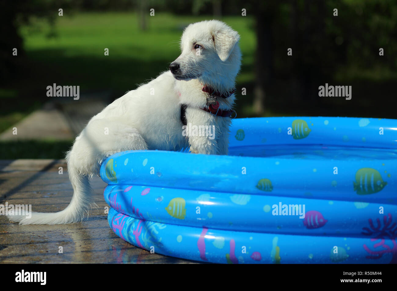 Great Pyrenees mix puppy cooling down in inflatable pool. Stock Photo