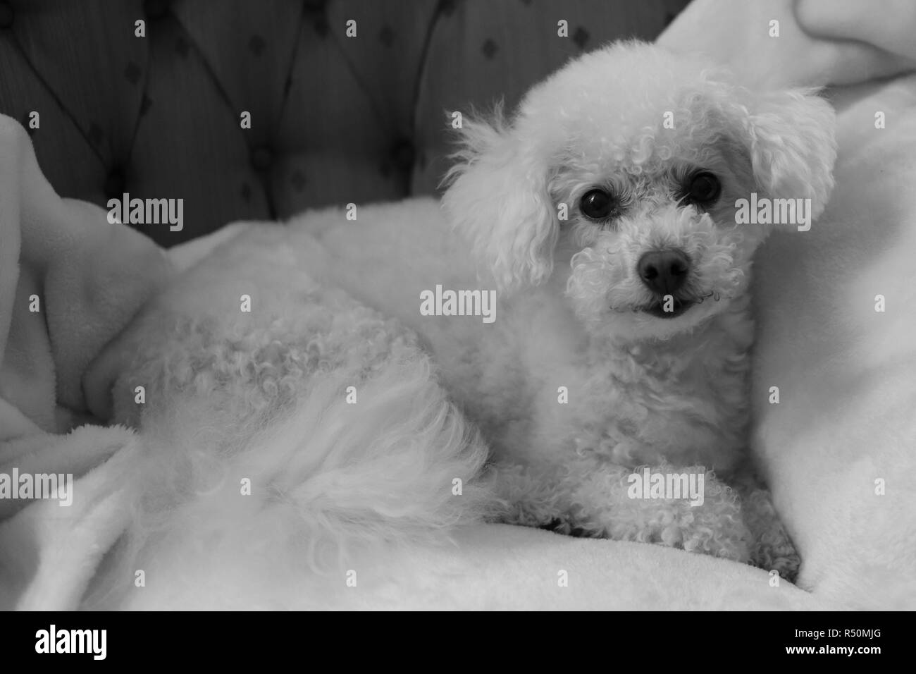 Old Bichon Frise posing on couch. B&W Stock Photo