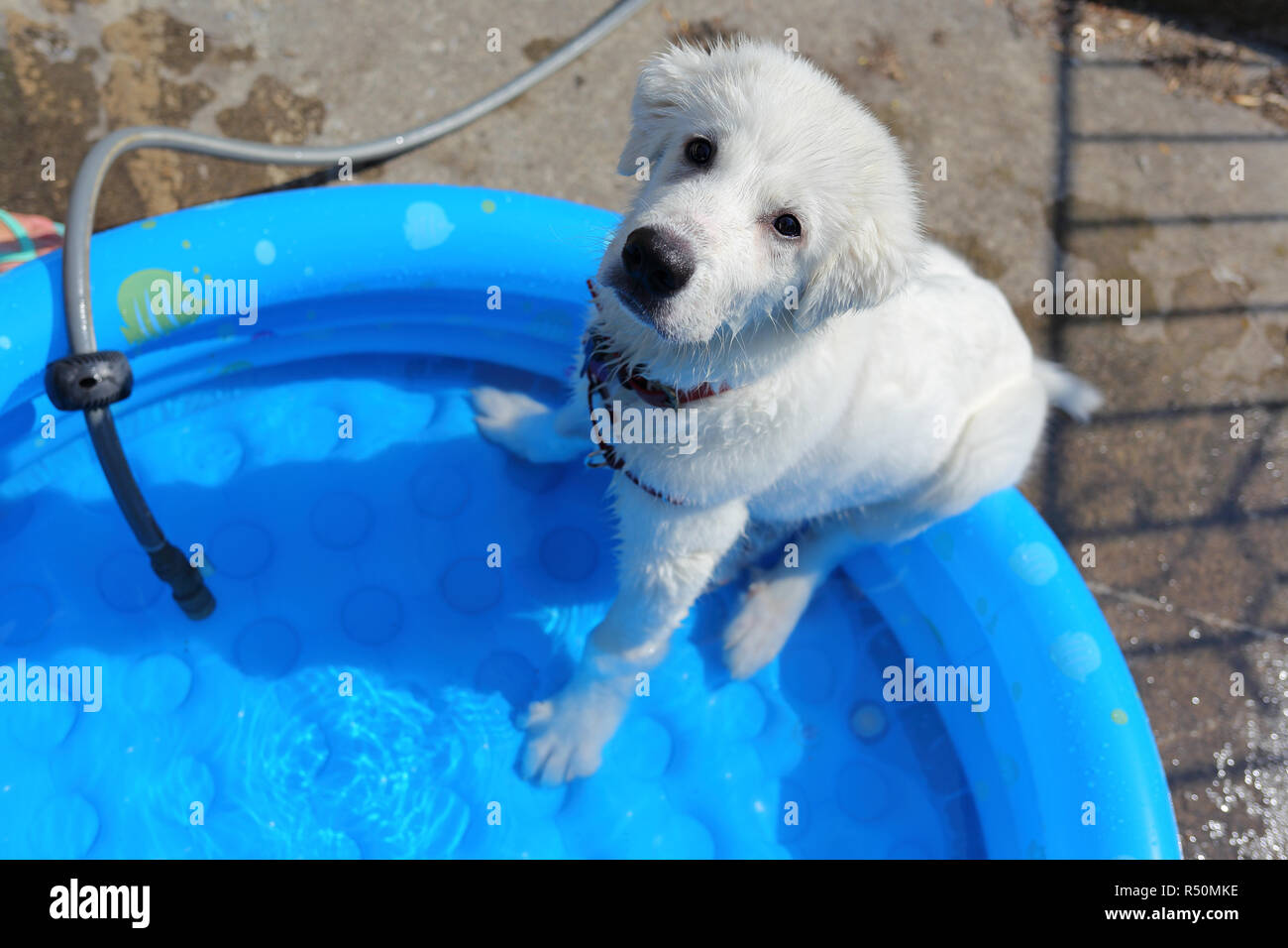 Great Pyrenees mix puppy cooling down in inflatable pool. Stock Photo