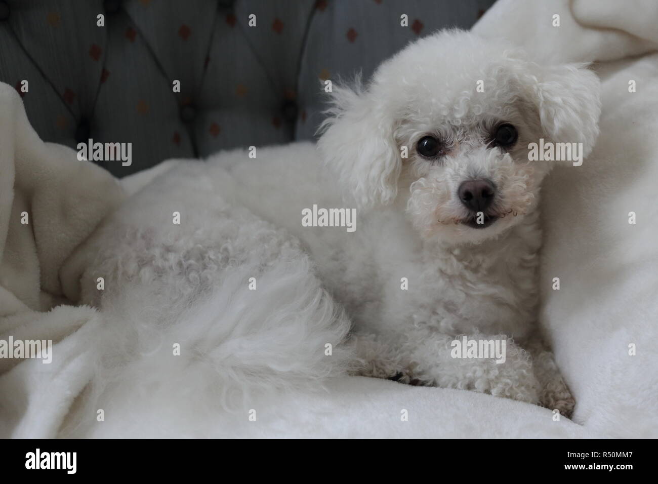 Old Bichon Frise posing on couch. Stock Photo