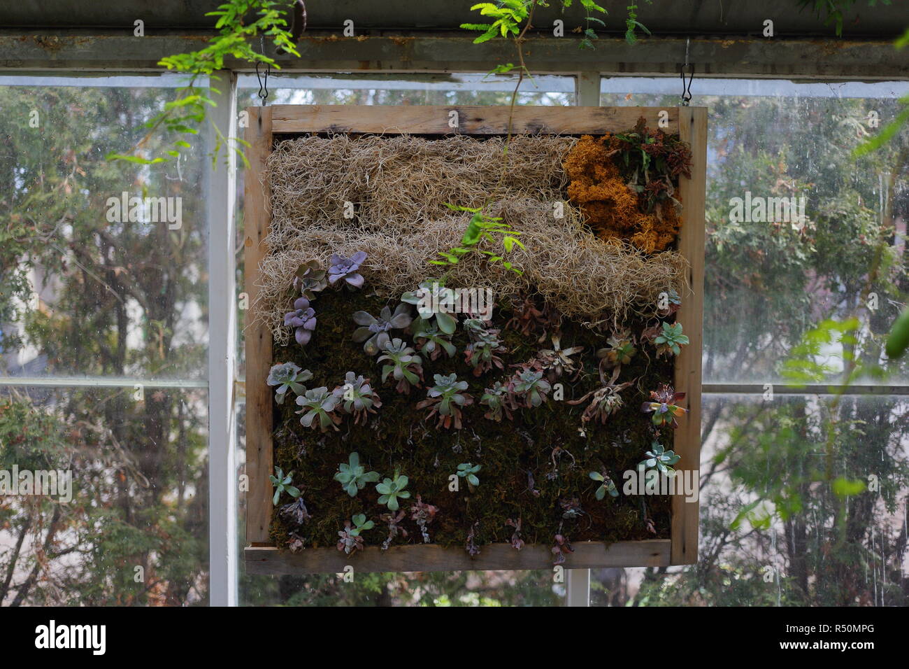Framed Succulent Wall Garden Stock Photo