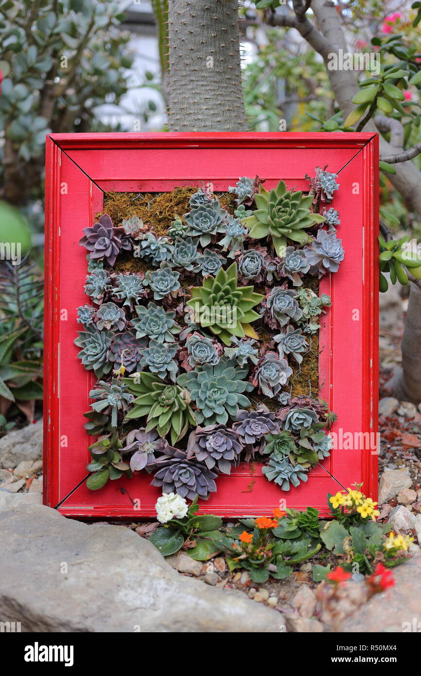 Living Succulent Picture Frame Stock Photo