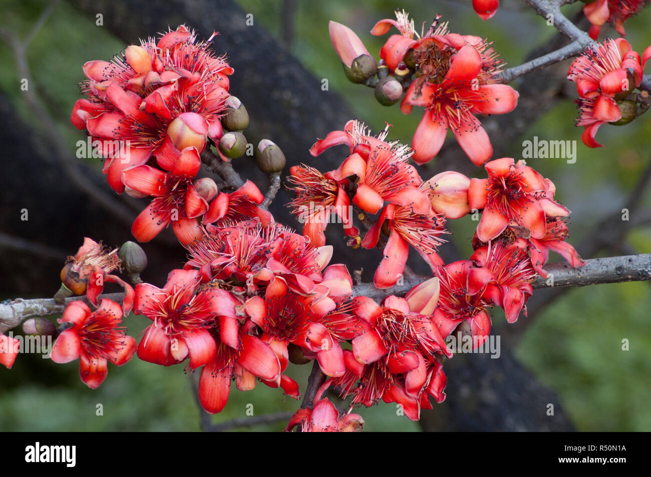 Silk Cotton also know as Bombax ceiba, Shimul Flower. Dhaka, Bangladesh