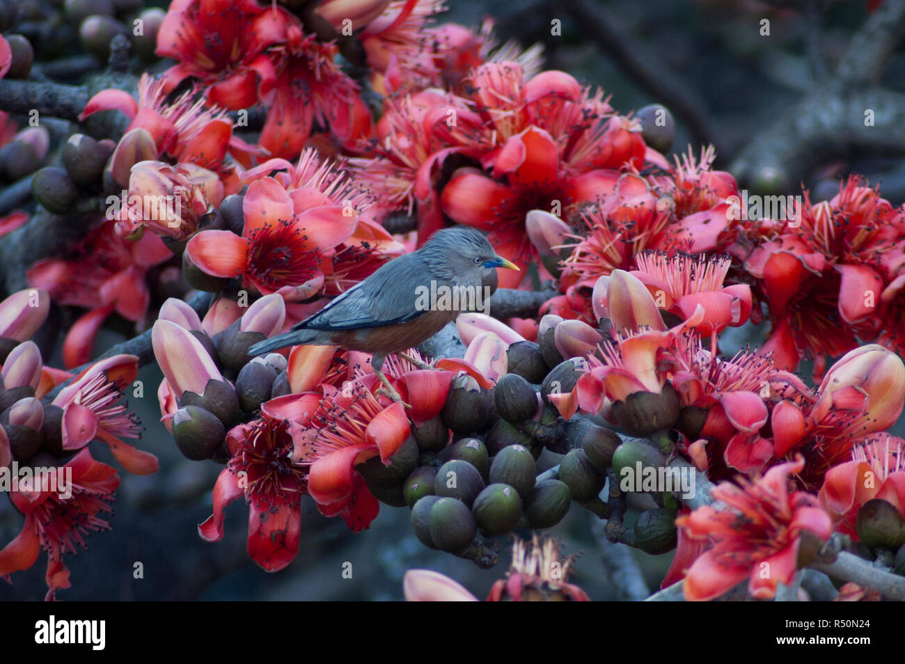 Bird perching on the Silk Cotton tree also know as Bombax ceiba, Shimul Flower. Dhaka, Bangladesh. Stock Photo