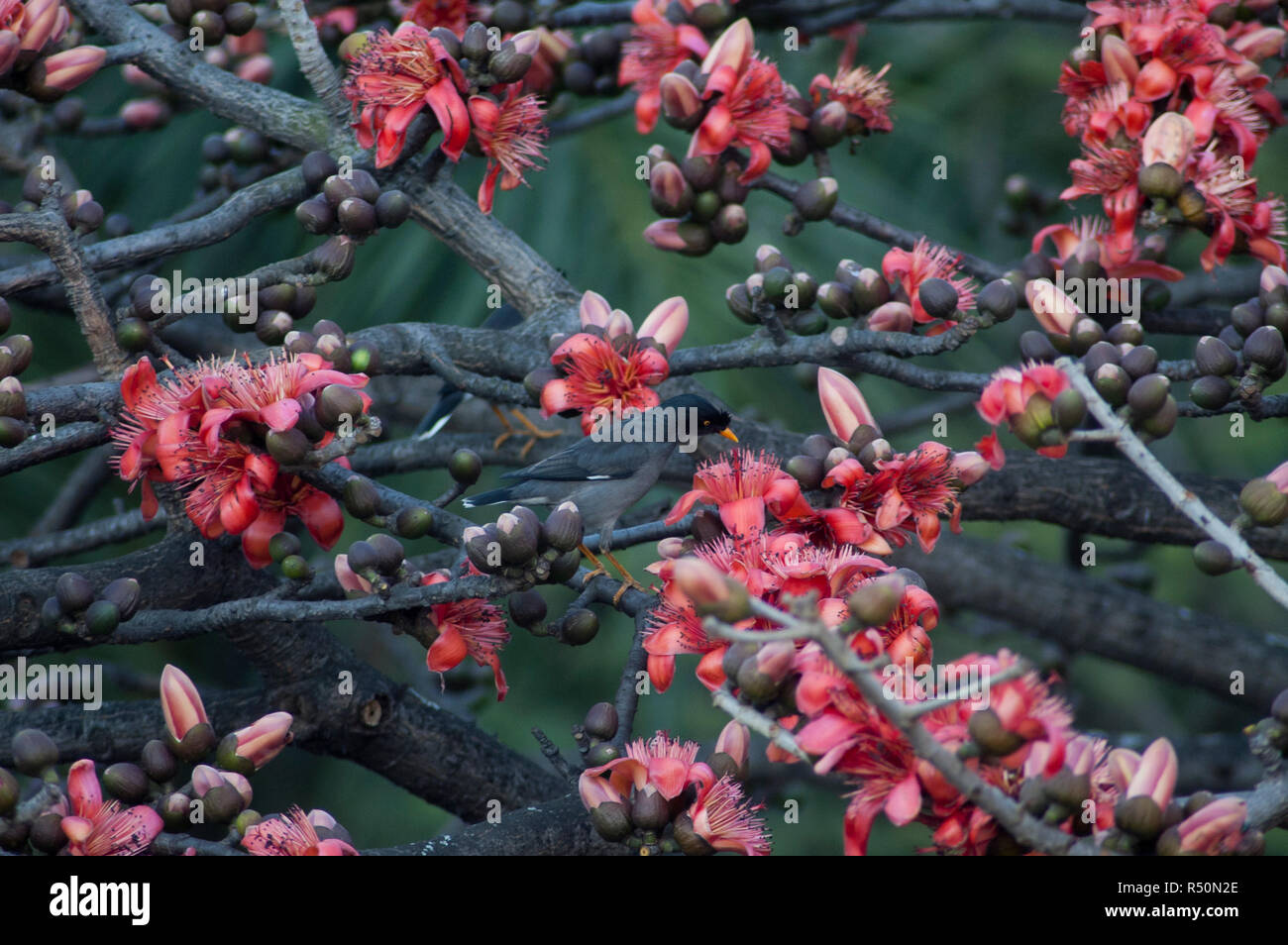 Bird perching on the Silk Cotton tree also know as Bombax ceiba, Shimul Flower. Dhaka, Bangladesh. Stock Photo