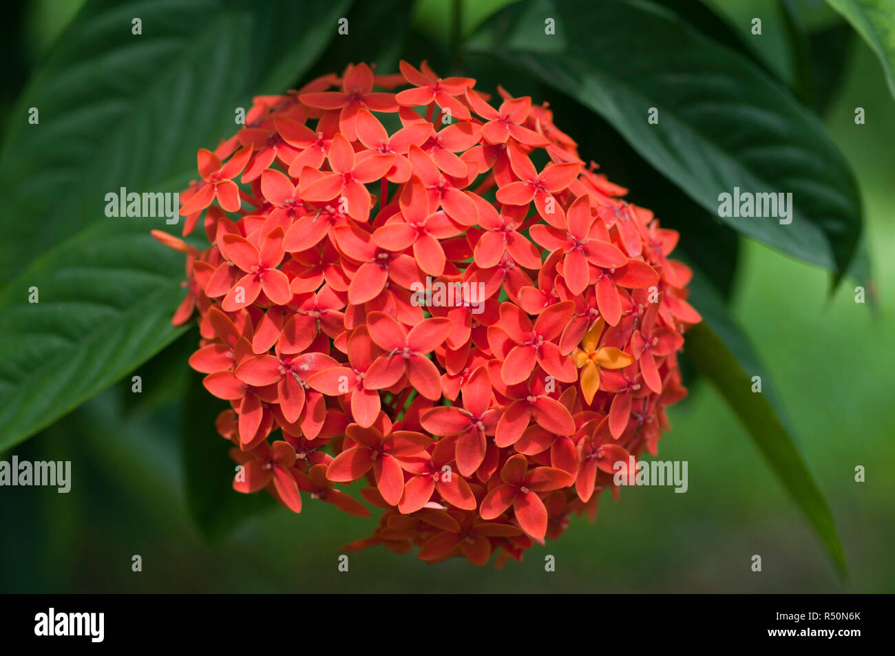 Jungle geranium hires stock photography and images Alamy