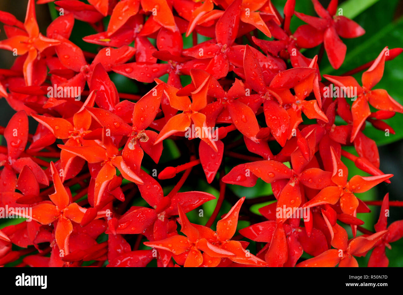 Ixora known as Jungle geranium, Junble Flame, Rugmini, Rangan, is a common  flowering shrub native to Asia. Its botanical name: Ixora coccinea. Banglad  Stock Photo - Alamy