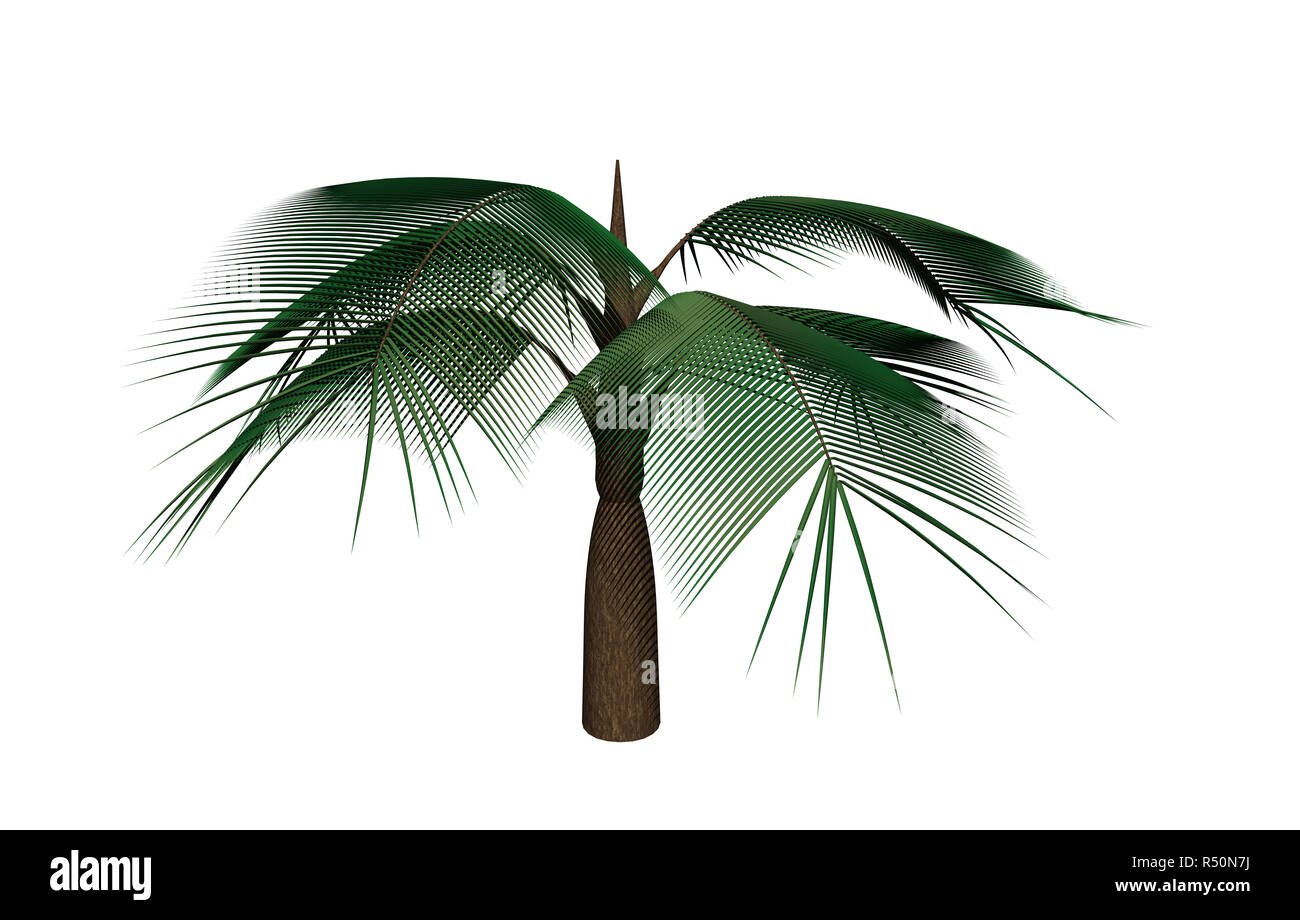 47,369 Palm Oil Tree Images, Stock Photos, 3D objects, & Vectors