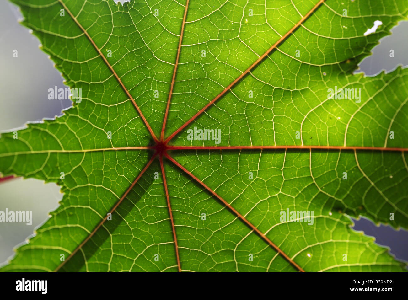 Close up of papaya leaf vein Stock Photo Alamy