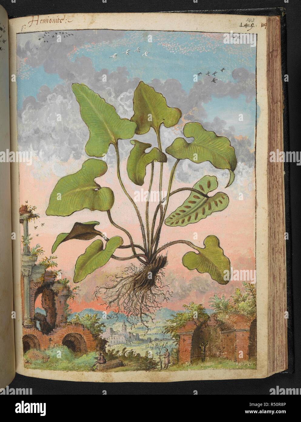 Full page botanical drawing of Phyllitis hemionitis, labelled 'Hemionite' (a type of fern) with ruins in the background, a man tending a tree and a man sitting on a fallen column. Coloured drawings of plants, copied from nature in the Roman States, by Gerardo Cibo. Vol. I. Pietro Andrea Mattioli, Physician, of Siena: Extracts from his edition of Dioscorides' 'de re Medica':. Italy, c. 1564-1584. Source: Add. 22332 f.143. Language: Italian. Author: Cibo, Gheraldo. Stock Photo