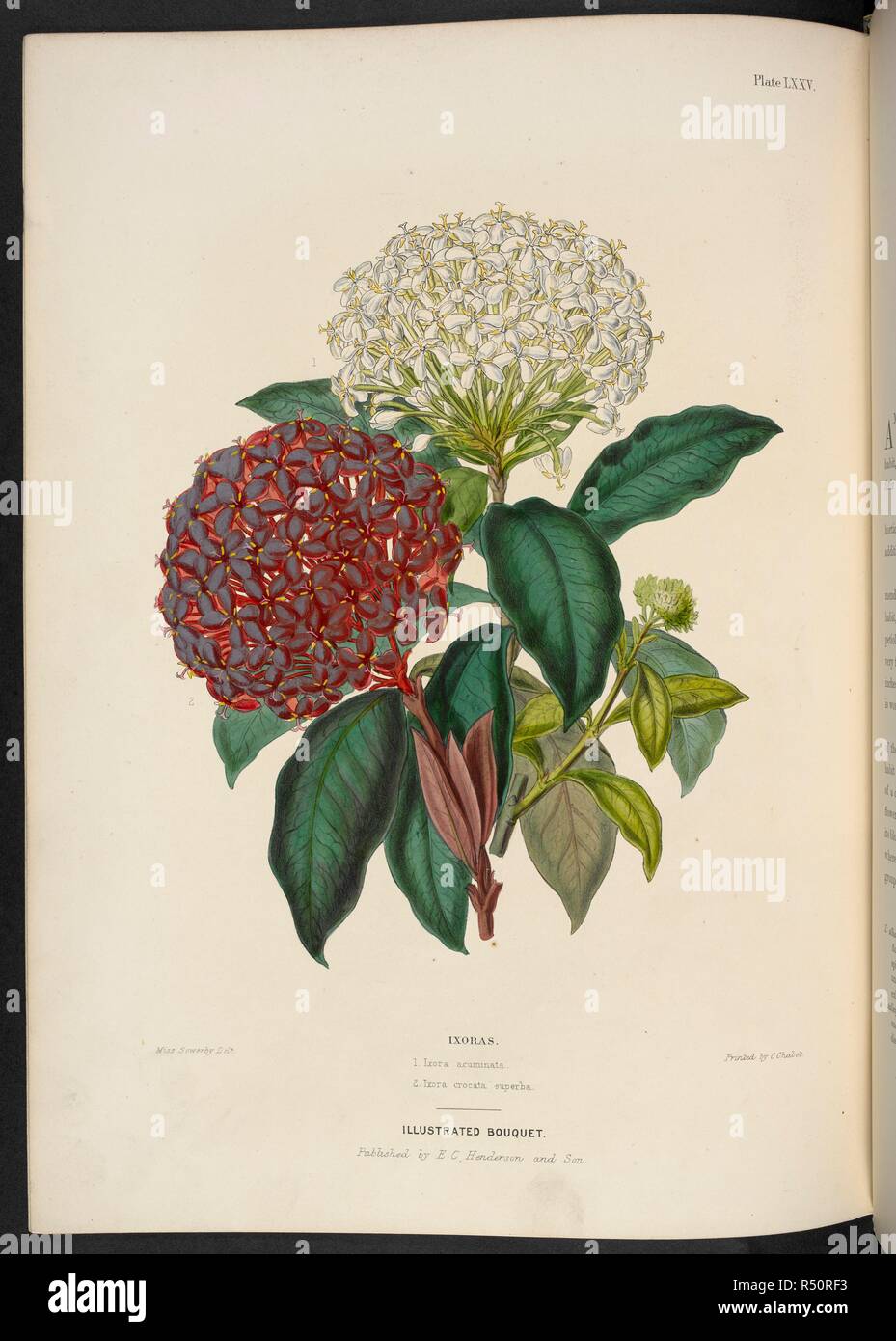 New Ixoras. Ixoras. 1. Ixora acuminata; 2. Ixora crocata, superba. The Illustrated Bouquet, consisting of figures, with descriptions of new flowers. London, 1857-64. Source: 1823.c.13 plate 75. Author: Henderson, Edward George. Sowerby, Miss. Stock Photo