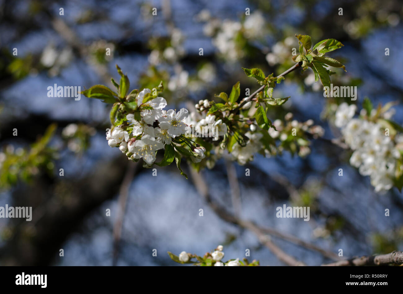White cherry blossoms on branch during spring on a sunny day. Stock Photo